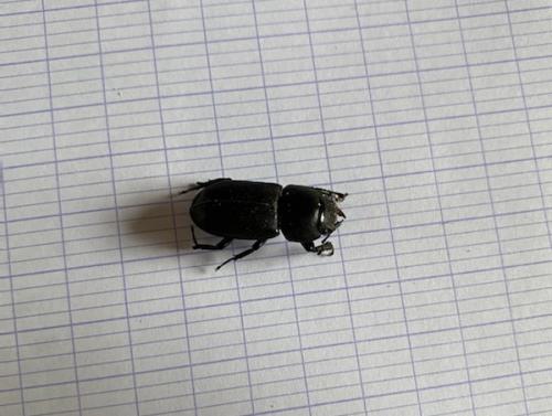 Réf. 284 542 : Dorcus parallelipipedus
